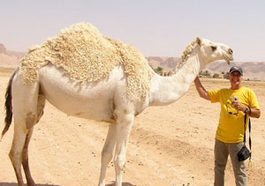 Jerry and Camel in Saudi Arabia