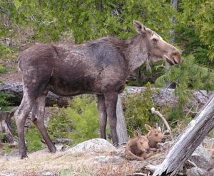 East Bearskin Lake Moose Twins